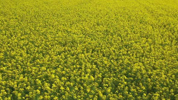 Rapeseed Field 01