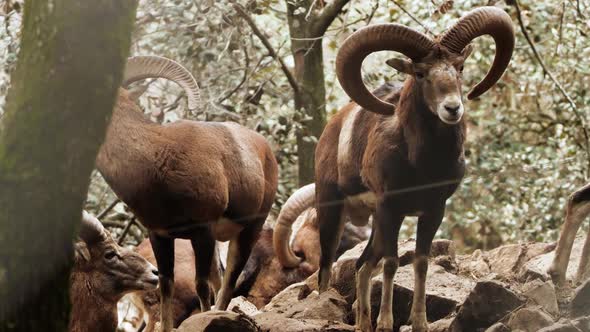 Wild Bighorn Sheep Ram Male Animal in Untouched Nature Mouflon in Forest Wild Sheep Wildlife