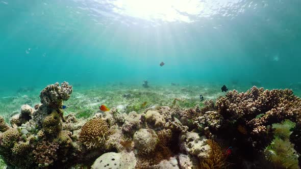 The Underwater World of a Coral Reef