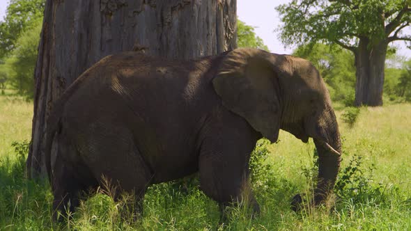 an elephant walks on the African savannah and chews grass in the wild against the background of the