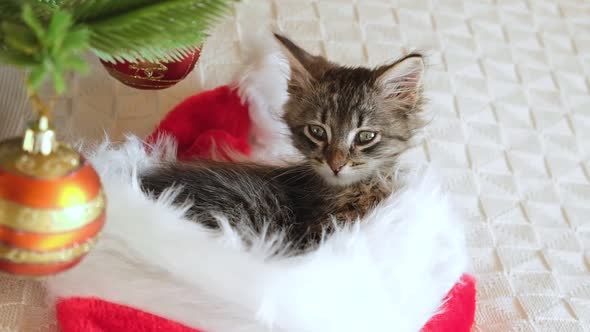 Little Tabby Kitten in a Christmas Hat