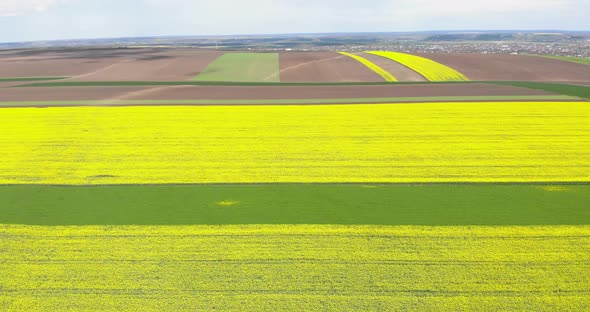 Aerial View Of Bright Yellow Rapeseed Field