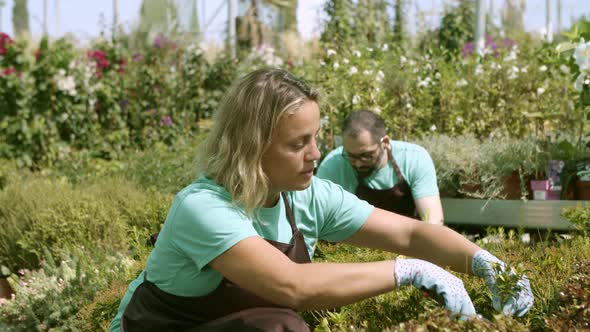 Florist Shop Worker Cutting Houseplants with Pruner