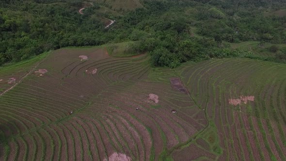 Aerial View of Rice Fields in the Philippines