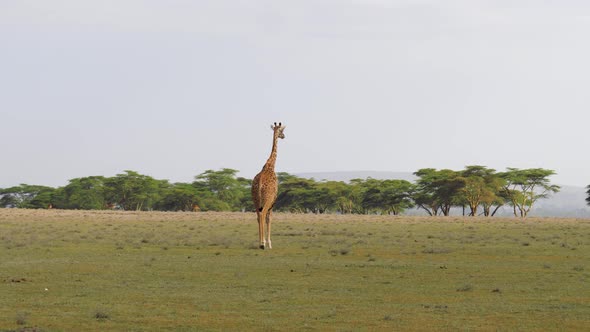 Adult Giraffe Walks On Green Plain In African Savanna