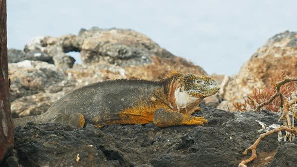 close up of a large land iguana on isla santa fe in the galapagos