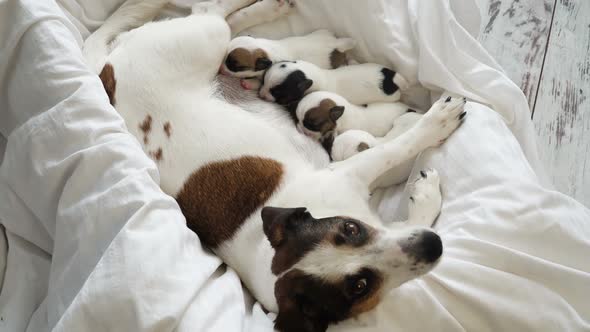 Newborn Puppies Sucking Dog Milk