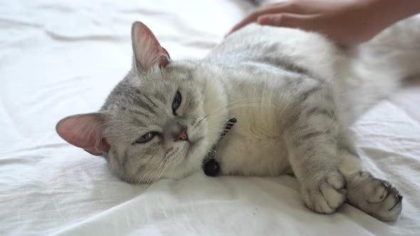 Asian Woman Hand Petting A Cat On White Bed