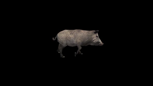 Wild Boar Walk Transparent Alpha Loop Animation