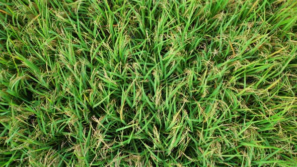 A green rice field waving in the wind, Green rice plants growing. Nature Aerial footage