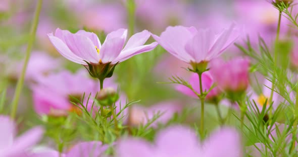 Cosmo flower plant