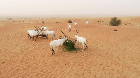 Aerial view of group of goats eating on desert landscape, Abu Dhabi, U.A.E