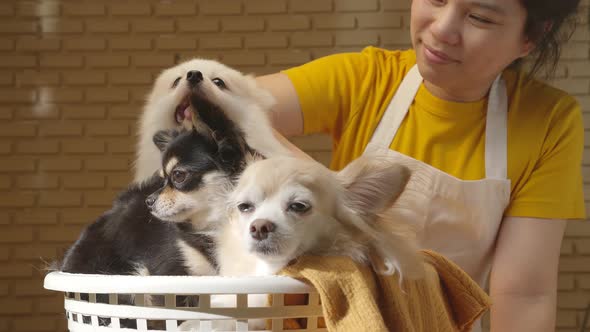 asain housemaid female woman wear white apron playing with three little lap dog