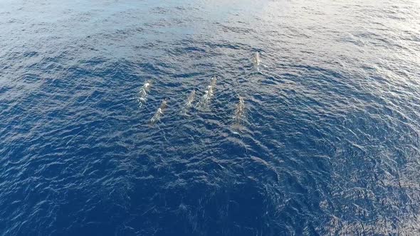 A pod of 12 sperm whales swimming peacefully in the ocean