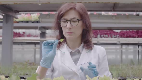 Serious Caucasian Scientist Taking Sample of Plant in Greenhouse. Portrait of Beautiful Mid-adult