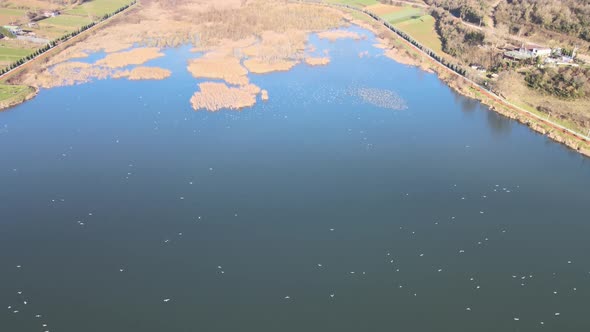 lake birds aerial