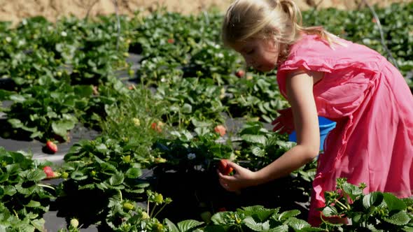 Girls picking strawberries in the farm 4k