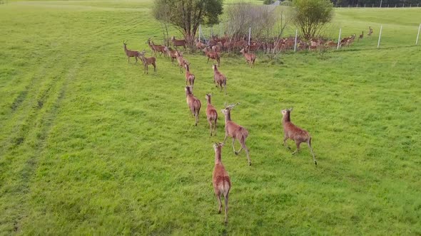 Herd of Deer on the Farm
