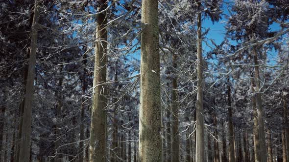 Snow Covered Conifer Forest at Sunny Day