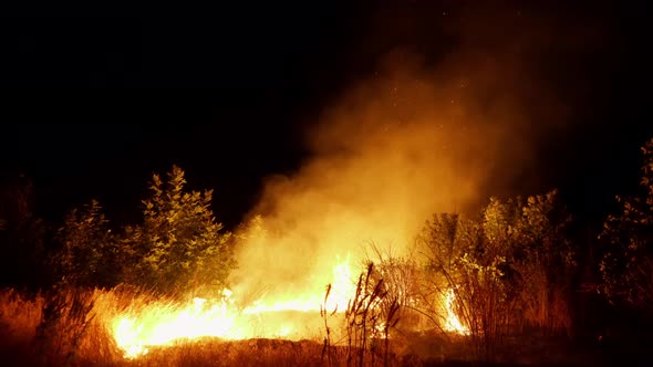 Forest fire. Fire destroys trees and forest animals. Plane crash fire