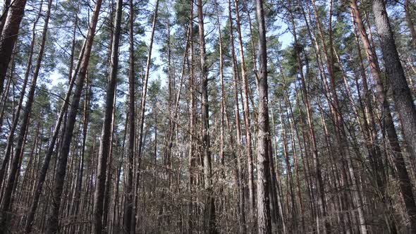 Forest Landscape Aerial View Slow Motion