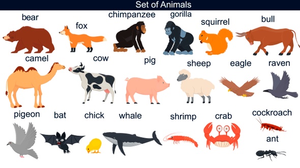 Set Of Animals