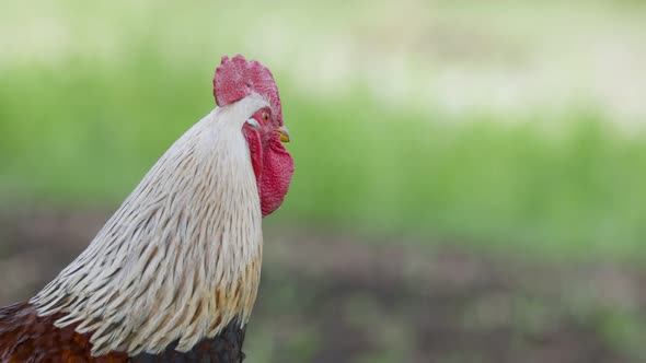 Closeup Portrait of a Rooster