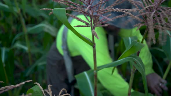 Closeup of farmer picking corn with focus shift to the corn stalks.