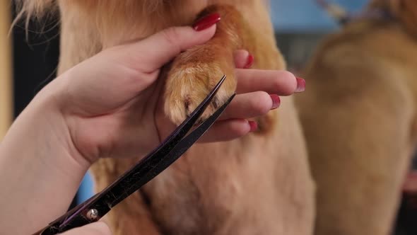 Closeup Doctor Veterinary Clinic Cuts Scissors a Dog