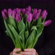 man in black shirt give bouquet of flowers purple tulips - VideoHive Item for Sale