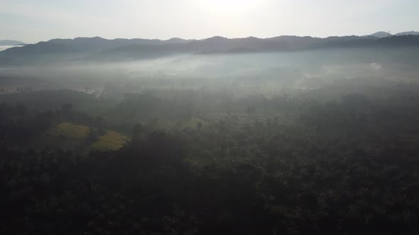 Aerial misty foggy forest