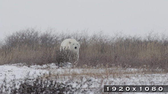 Polar Bear walking in the Storm