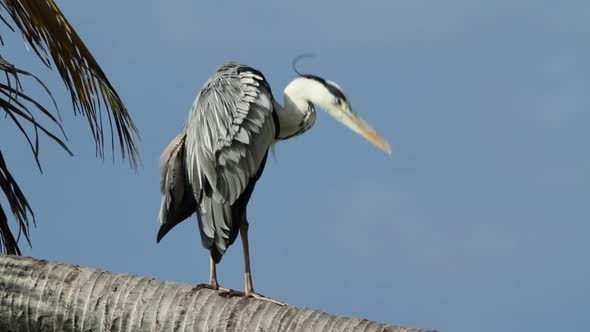 Egret Wide