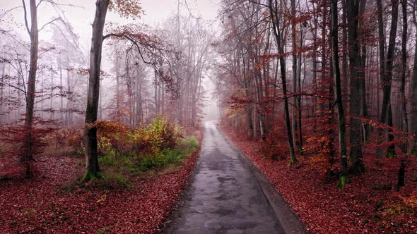 Asphalt road leading through foggy forest in autumn.