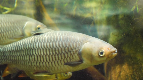 Two river fish. Underwater world.