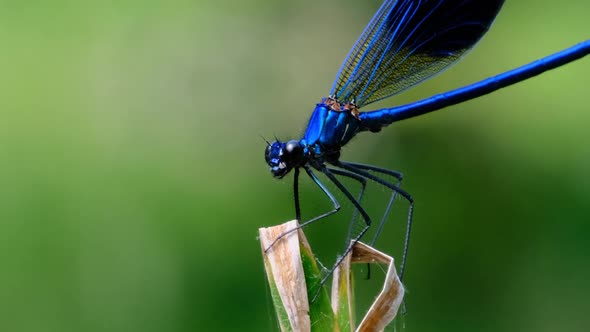 Blue Dragonfly on a Branch in Green Nature By the River Closeup