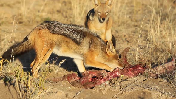 Scavenging Black Backed Jackals 