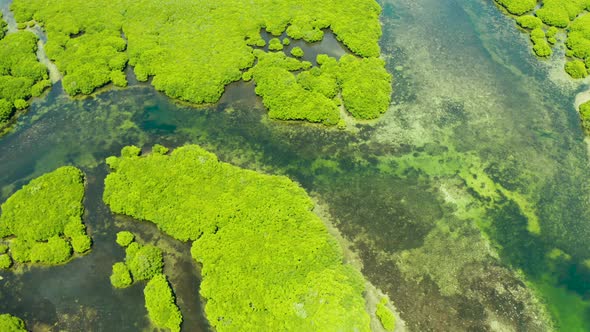 Aerial View of Mangrove Forest and River