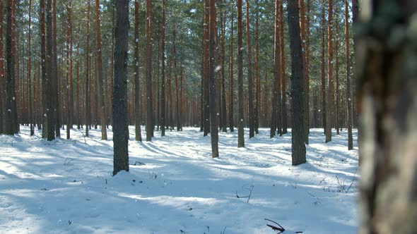 Winter to Summer Season Change Transition in Wild Pine Forest