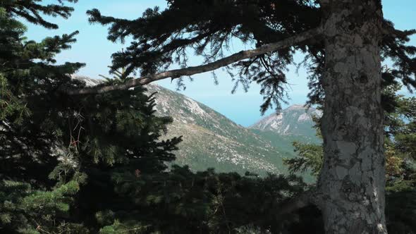 View from the top of the mountain through pinewood tree. Spectacular view to the sea. Greece.