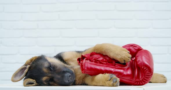 German Shepherd Puppy Sleeping with Red Boxing Glove