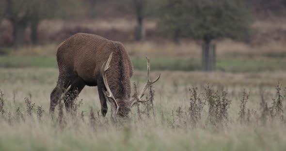 Real time shot of red dear at Richmond Park, UK