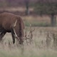 Real time shot of red dear at Richmond Park, UK - VideoHive Item for Sale