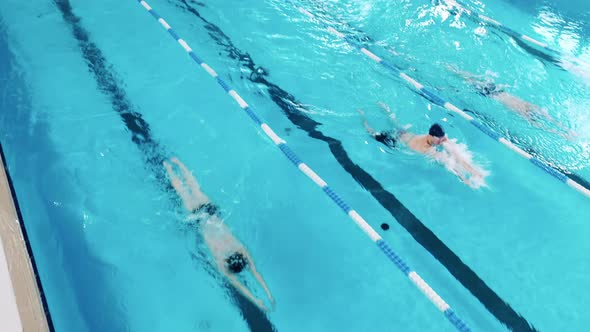 Professional Swimmers Training in a Pool