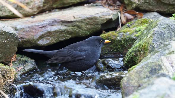 Blackbird taking a bath with splashing water. Common blackbird 