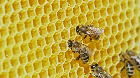 Worker Bees Processes Pollen and Pumps Honey Into Comb. Apiary. Life of Apis Mellifera. Concept of