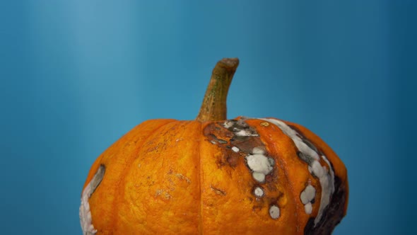 An Ugly Orange Pumpkin with Mold Turns on a Blue Background.