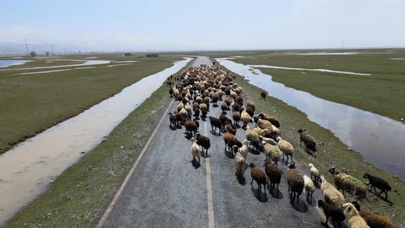 sheep goats nature aerial