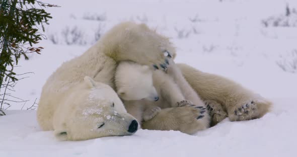 Wide shot of a Polar Bear sow and two cubs resting. The cub in the foreground sits up and then lays