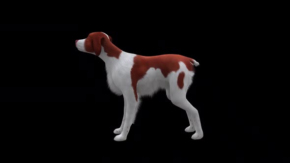 Brittany Dog Bark Side View alt